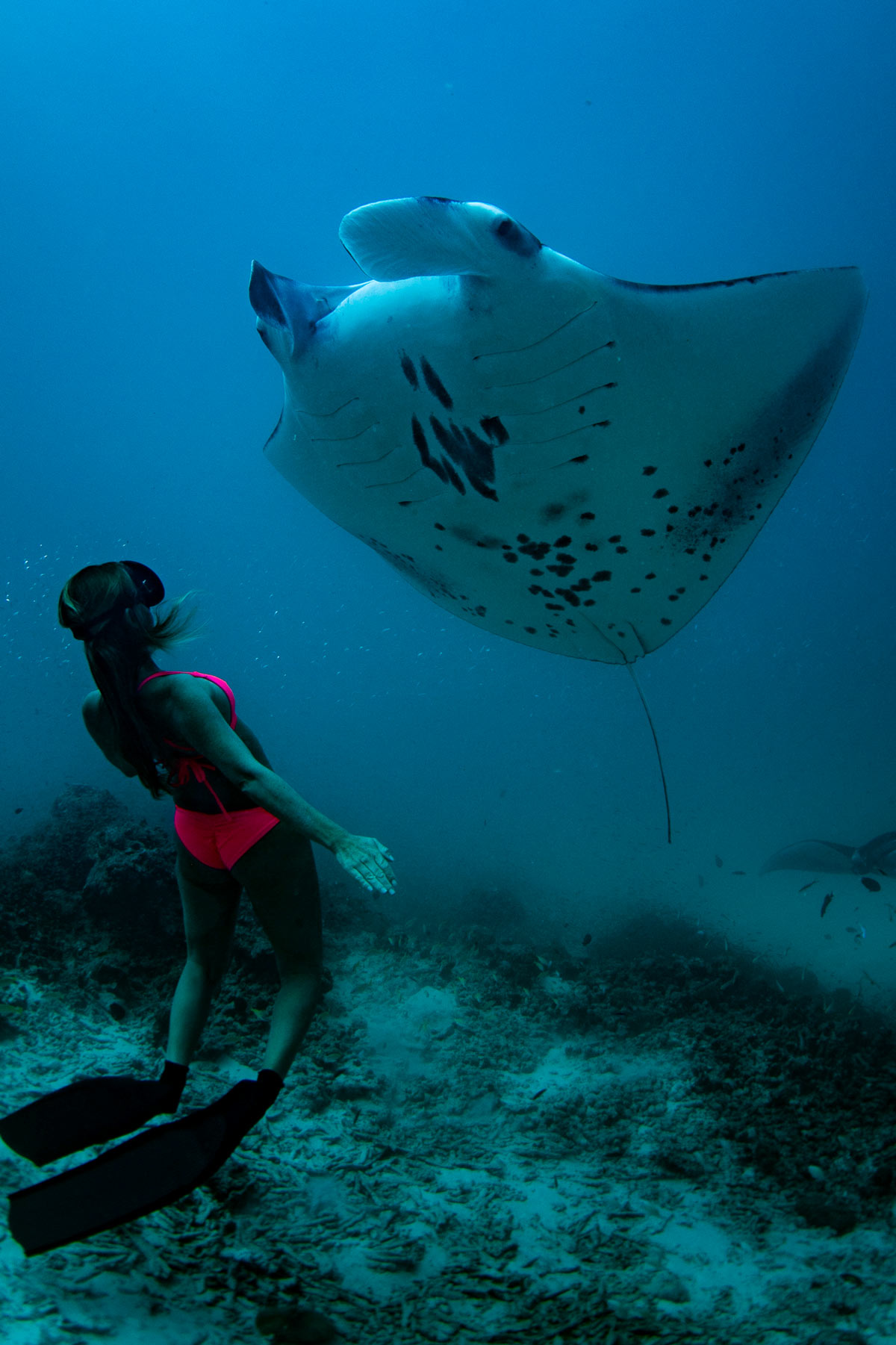 Swimming with Manta Rays in the Baa Atoll